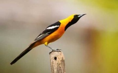 image of oriole