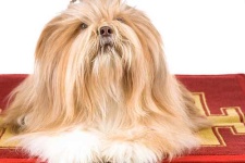 image of lhasa