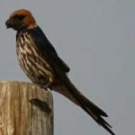 image of bird