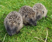 image of hedgehog