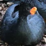 image of bird