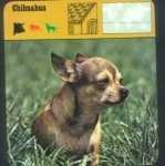 image of chihuahua