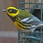 image of bird
