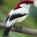 image of bird
