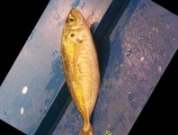image of fish