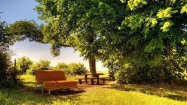 image of sunny