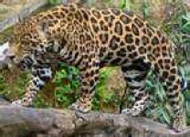 image of jaguar_car
