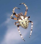 image of barn_spider