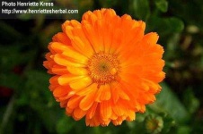image of flower