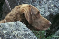 image of chesapeake_bay_retriever