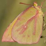 image of animal
