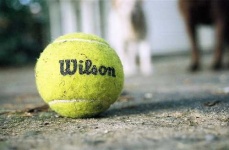 image of tennis_ball #13