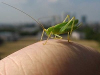image of cricket