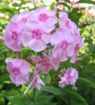 image of flower