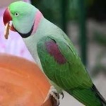 image of alexandrine_parakeet #10