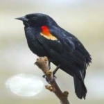 image of bird
