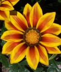 image of flower