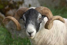 image of ram