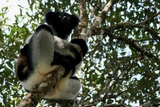 image of indri