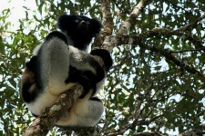 image of indri #23