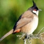 image of bird