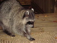 image of animal