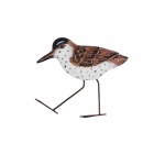 image of animal