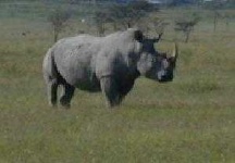 image of rhino