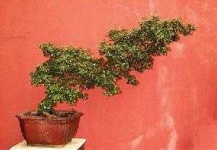 image of bonsai #7