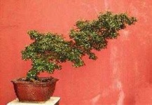 image of tree