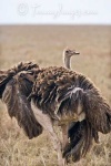 image of ostrich