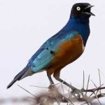 image of bird