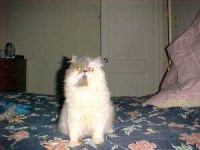image of animal