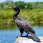 image of bird