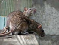 image of animal