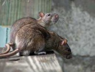 image of rat #45