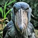 image of bird