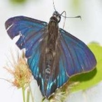 image of animal