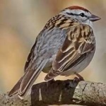 image of bird