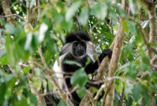 image of colobus #2