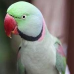 image of alexandrine_parakeet #4