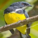 image of bird