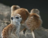 image of meerkat