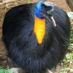 image of bird