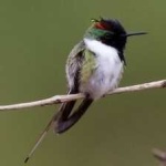 image of bird