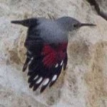 image of bird