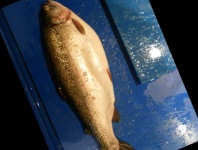 image of fish