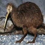 image of bird