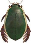 image of beetle #7