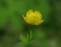 image of flower